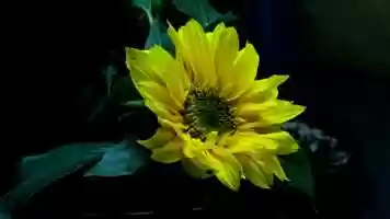 Free download Human video and edit with RedcoolMedia movie maker MovieStudio video editor online and AudioStudio audio editor onlin