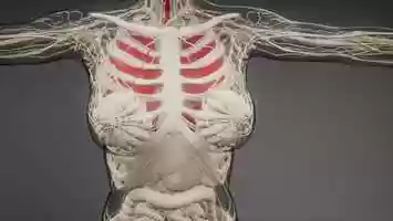 Free download Human Lungs Radiology Exam | Motion Graphics - Videohive template video and edit with RedcoolMedia movie maker MovieStudio video editor online and AudioStudio audio editor onlin