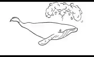 Free download Humpback Whale Swimming Blowing Water Drawing 2D Animation video and edit with RedcoolMedia movie maker MovieStudio video editor online and AudioStudio audio editor onlin