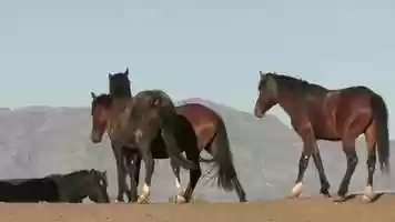 Free download Identify and Respond to Animal Behaviour: Page 8 (a) video and edit with RedcoolMedia movie maker MovieStudio video editor online and AudioStudio audio editor onlin