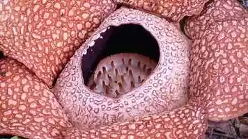 Free download iM2M Taproot: integrating Meso to Macro scales video and edit with RedcoolMedia MovieStudio video editor online and AudioStudio audio editor onlin