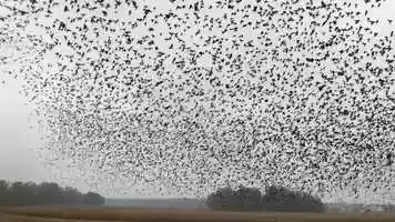 Free download IMG_0754 Bird Migration 11/19 video and edit with RedcoolMedia movie maker MovieStudio video editor online and AudioStudio audio editor onlin