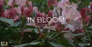 Free download In Bloom video and edit with RedcoolMedia movie maker MovieStudio video editor online and AudioStudio audio editor onlin