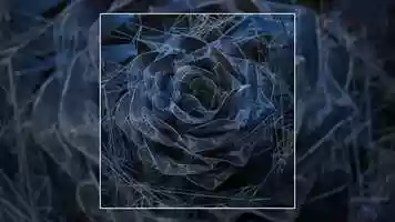 Free download Infinite Blꝏms // Dead Rose video and edit with RedcoolMedia movie maker MovieStudio video editor online and AudioStudio audio editor onlin