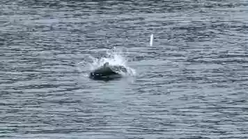Free download Insane Cape Cod Canal Squid and Bass Action. video and edit with RedcoolMedia movie maker MovieStudio video editor online and AudioStudio audio editor onlin