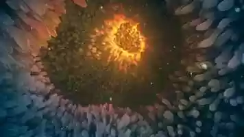 Free download Intestinal Villi Peristalsis - Animation Concept video and edit with RedcoolMedia movie maker MovieStudio video editor online and AudioStudio audio editor onlin