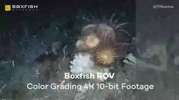 Free download Introducing the Newest Technological Update in Underwater Robotics - Cinematic Boxfish ROV! video and edit with RedcoolMedia movie maker MovieStudio video editor online and AudioStudio audio editor onlin