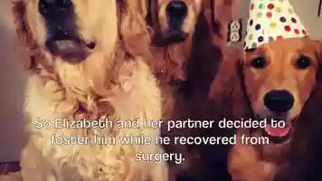 Free download Introducing this months Animal Rescue Story - Herb! video and edit with RedcoolMedia movie maker MovieStudio video editor online and AudioStudio audio editor onlin