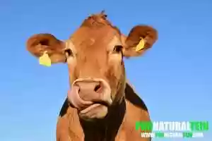 Free download Introduction To PRONATURALTEIN - Protein Hidden In Nature video and edit with RedcoolMedia movie maker MovieStudio video editor online and AudioStudio audio editor onlin