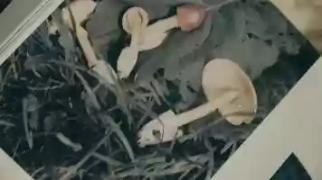 Free download John Cage: A Mycological Foray video and edit with RedcoolMedia movie maker MovieStudio video editor online and AudioStudio audio editor onlin