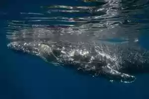 Free download Join the movement - The Map to Paradise video and edit with RedcoolMedia movie maker MovieStudio video editor online and AudioStudio audio editor onlin