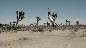 Free download Joshua Tree video and edit with RedcoolMedia movie maker MovieStudio video editor online and AudioStudio audio editor onlin