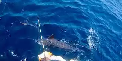 Free download July 2021 Fishing Report, Crocodile Bay video and edit with RedcoolMedia movie maker MovieStudio video editor online and AudioStudio audio editor onlin