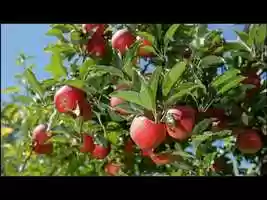 Free download June Apple video and edit with RedcoolMedia movie maker MovieStudio video editor online and AudioStudio audio editor onlin