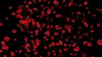 Free download Justin Beiber Cover Song - 10,000 Hours video and edit with RedcoolMedia movie maker MovieStudio video editor online and AudioStudio audio editor onlin