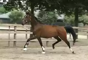 Free download Just Wimphof x Samarant - Mare, 167cm, 2018 video and edit with RedcoolMedia movie maker MovieStudio video editor online and AudioStudio audio editor onlin