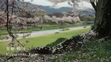 Free download Kamo river, Kyoto | 京都 鴨川 video and edit with RedcoolMedia movie maker MovieStudio video editor online and AudioStudio audio editor onlin