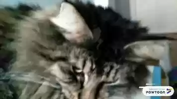 Free download katten tutorial video and edit with RedcoolMedia movie maker MovieStudio video editor online and AudioStudio audio editor onlin