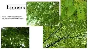 Free download KG1E SCIENCE W1 video and edit with RedcoolMedia movie maker MovieStudio video editor online and AudioStudio audio editor onlin