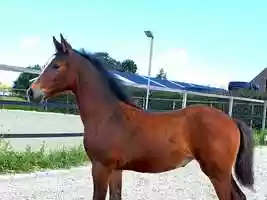 Free download Kjento x Lanciano - Filly Foal video and edit with RedcoolMedia movie maker MovieStudio video editor online and AudioStudio audio editor onlin