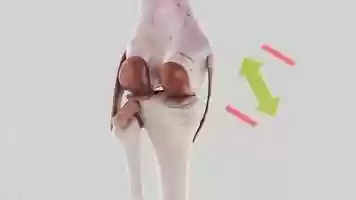 Free download Knee Animation LOW video and edit with RedcoolMedia movie maker MovieStudio video editor online and AudioStudio audio editor onlin
