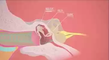 Free download Kris AtHomeScience - Middle ear animation.mp4 video and edit with RedcoolMedia movie maker MovieStudio video editor online and AudioStudio audio editor onlin