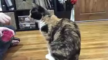 Free download Krispy Learning to Paw Target A Cup video and edit with RedcoolMedia movie maker MovieStudio video editor online and AudioStudio audio editor onlin