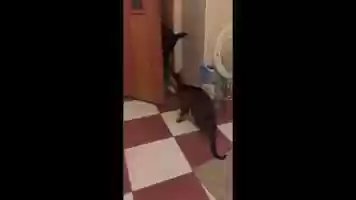 Free download kukus leonid action.mp4 video and edit with RedcoolMedia movie maker MovieStudio video editor online and AudioStudio audio editor onlin