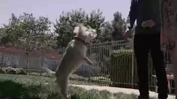 Free download Las Vegas City commercial - How to Vegas - Bring Your Pets video and edit with RedcoolMedia movie maker MovieStudio video editor online and AudioStudio audio editor onlin