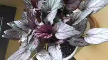Free download Leaf Washing, Practical Life video and edit with RedcoolMedia movie maker MovieStudio video editor online and AudioStudio audio editor onlin