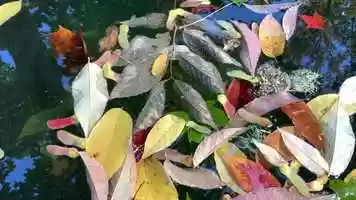 Free download Leaves in Water (no sound) video and edit with RedcoolMedia movie maker MovieStudio video editor online and AudioStudio audio editor onlin