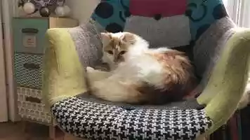 Free download Le chat, un animal pas comme les autres video and edit with RedcoolMedia movie maker MovieStudio video editor online and AudioStudio audio editor onlin