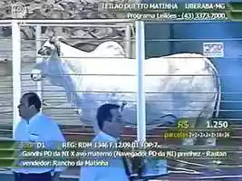 Free download Leilo Duetto Matinha ofereceu touros avaliados por program video and edit with RedcoolMedia movie maker MovieStudio video editor online and AudioStudio audio editor onlin