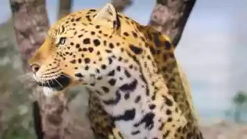 Free download Leopards day video and edit with RedcoolMedia movie maker MovieStudio video editor online and AudioStudio audio editor onlin