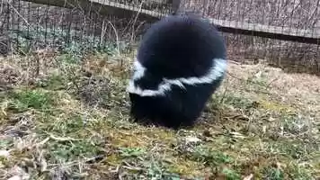Free download Lets Learn About Skunks! video and edit with RedcoolMedia movie maker MovieStudio video editor online and AudioStudio audio editor onlin