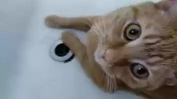 Free download LIFE CUT - ANIMALS video and edit with RedcoolMedia movie maker MovieStudio video editor online and AudioStudio audio editor onlin