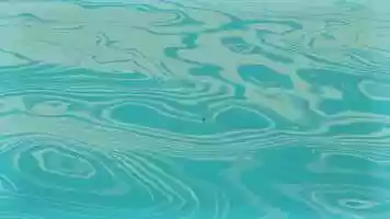 Free download Life of salmon (Upstream) animation video and edit with RedcoolMedia movie maker MovieStudio video editor online and AudioStudio audio editor onlin