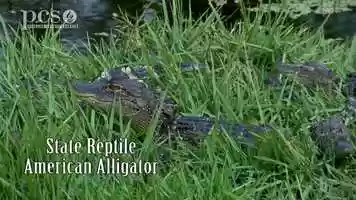 Free download Life Science at a Social Distance-American Alligator-Science Rocks April 2020 video and edit with RedcoolMedia movie maker MovieStudio video editor online and AudioStudio audio editor onlin