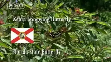 Free download Life Science at a Social Distance Zebra Longwing Butterfly-Science Rocks April 2020 video and edit with RedcoolMedia movie maker MovieStudio video editor online and AudioStudio audio editor onlin