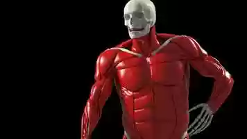 Free download Linda Muscle video and edit with RedcoolMedia movie maker MovieStudio video editor online and AudioStudio audio editor onlin