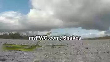 Free download Living With Wildlife: Snakes video and edit with RedcoolMedia movie maker MovieStudio video editor online and AudioStudio audio editor onlin