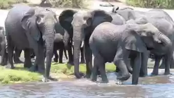 Free download Local Minute-Wildlife video and edit with RedcoolMedia movie maker MovieStudio video editor online and AudioStudio audio editor onlin