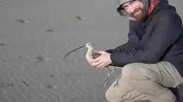 Free download Long-billed curlew released after tagging, Limantour Beach, Marin County video and edit with RedcoolMedia movie maker MovieStudio video editor online and AudioStudio audio editor onlin