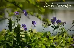 Free download @Love Food Shows 4 Shopping! Drink Wines You Love Vicki Semke . cooking video and edit with RedcoolMedia movie maker MovieStudio video editor online and AudioStudio audio editor onlin