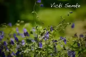 Free download +Love Global Marketplace  Best _Food Shows! Love Shows 4 Small Business Shopping Vicki Semke.media  video and edit with RedcoolMedia movie maker MovieStudio video editor online and AudioStudio audio editor onlin