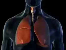 Free download Lungs and Breathing - 3D Medical Animation  ABP _Trim video and edit with RedcoolMedia movie maker MovieStudio video editor online and AudioStudio audio editor onlin