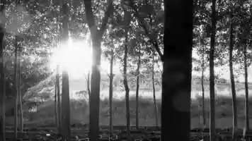Free download LUV, TRAVIS (Tribute).  King McHughs video and edit with RedcoolMedia movie maker MovieStudio video editor online and AudioStudio audio editor onlin