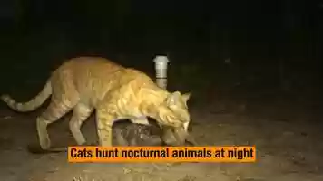 Free download Managing Pets and Feral Animals video and edit with RedcoolMedia movie maker MovieStudio video editor online and AudioStudio audio editor onlin