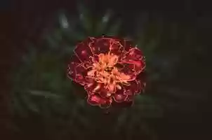 Free download Marigold. Photo animation video and edit with RedcoolMedia movie maker MovieStudio video editor online and AudioStudio audio editor onlin