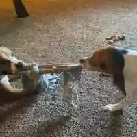 Free download Masiey June  Roadie have learned how to play Tug  War! video and edit with RedcoolMedia movie maker MovieStudio video editor online and AudioStudio audio editor onlin